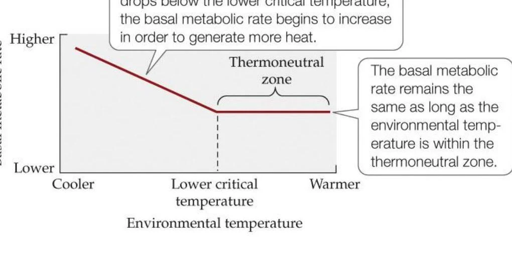 This graph illustrates the relationship between environmental temperature and basal metabolic rate. Below the lower critical temperature, the metabolic rate increases to generate heat. Within the thermoneutral zone, the metabolic rate remains constant.