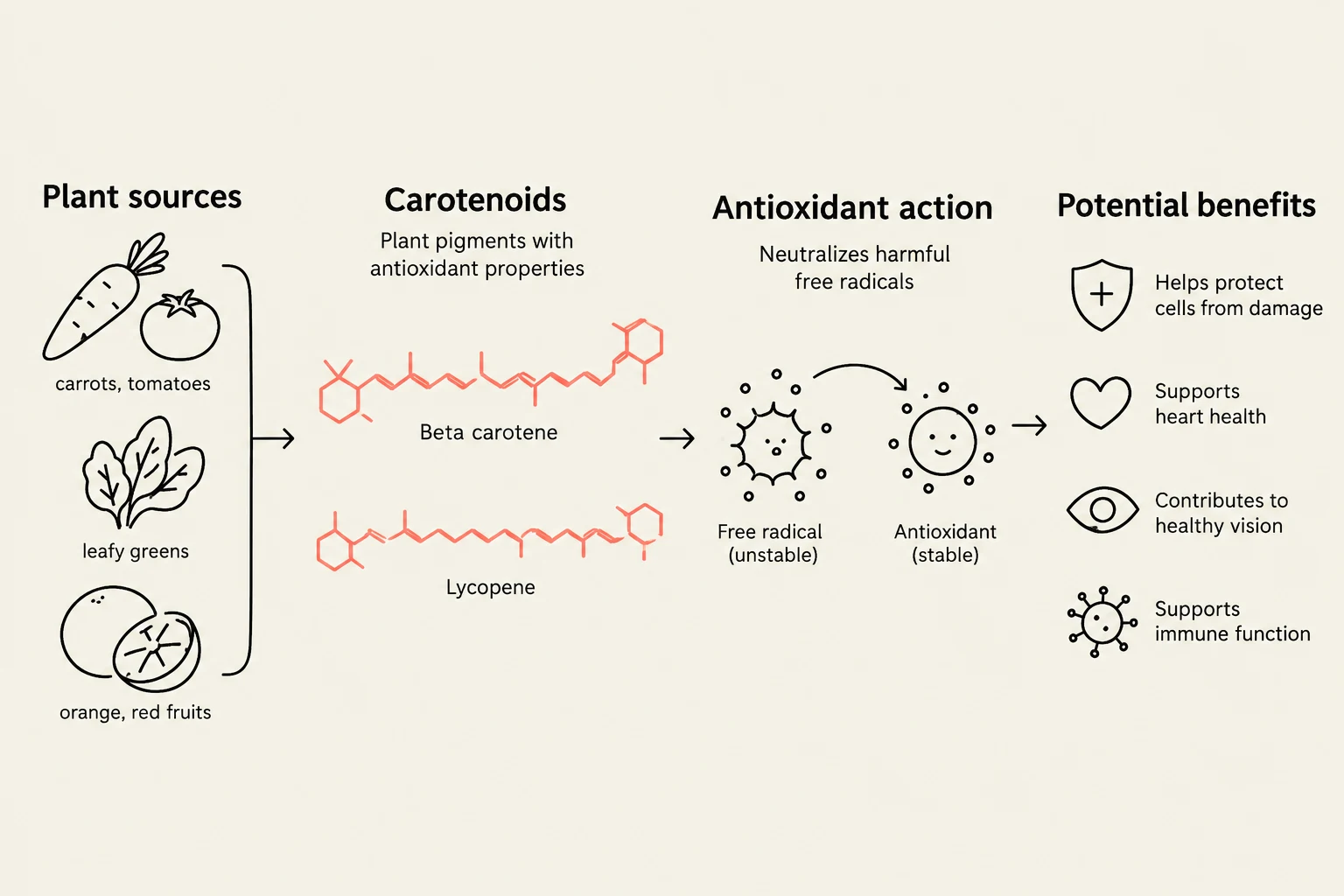 This diagram illustrates how carotenoids from plant sources, such as beta carotene and lycopene, neutralize free radicals, leading to potential health benefits like cell protection, improved heart health, healthy vision, and immune function.