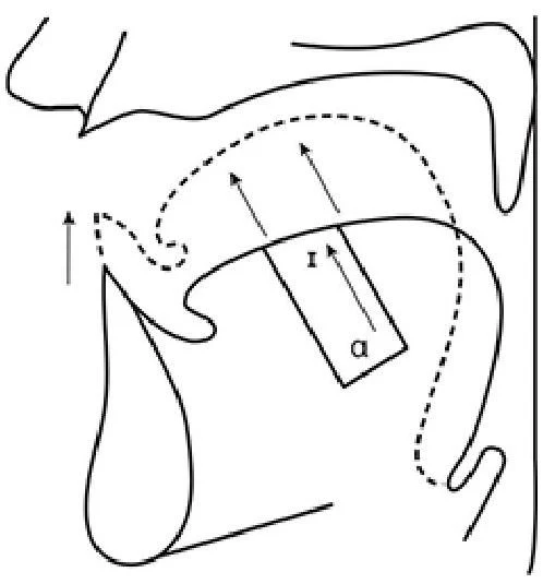 Diagram illustrating the position of the tongue and airflow during speech production.