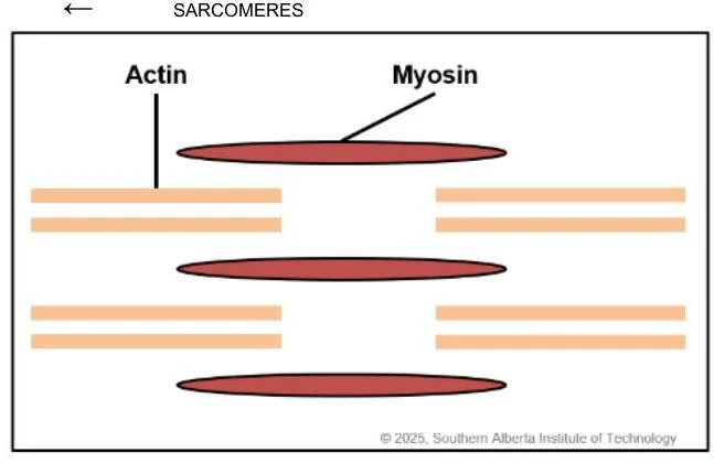 Diagram illustrating the arrangement of actin and myosin filaments within a sarcomere, the basic contractile unit of muscle.