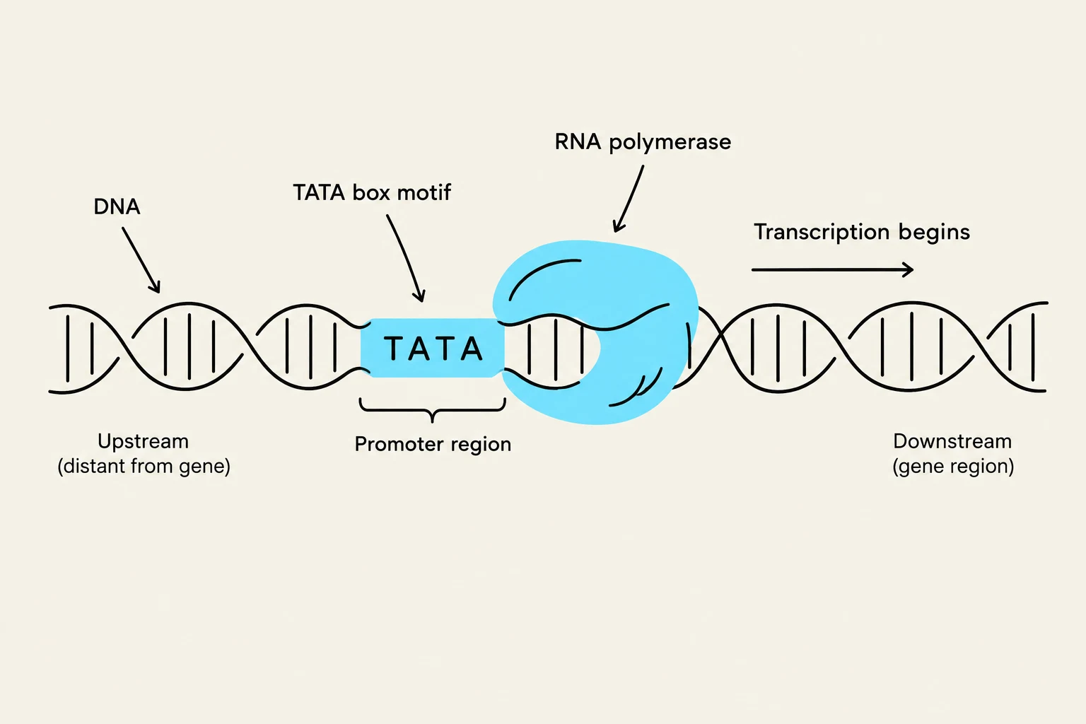 Diagram illustrating the role of RNA polymerase binding to the TATA box in the promoter region of DNA to initiate transcription.