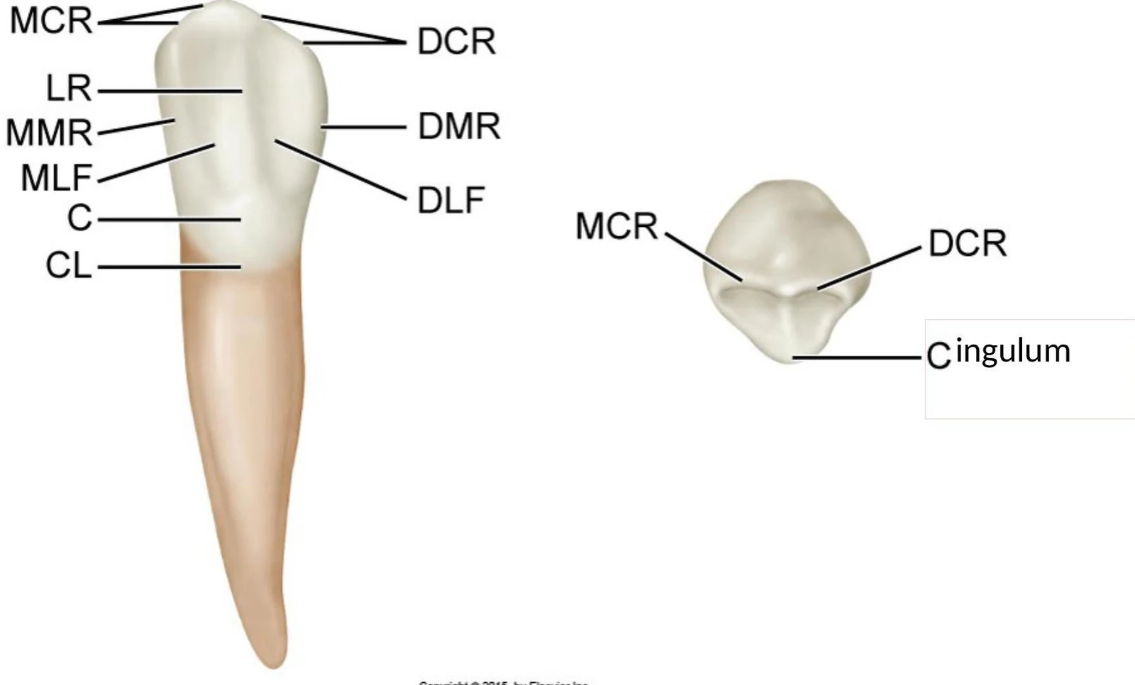 An illustration showing the anatomical features of a tooth, including labels for various surfaces and parts such as MCR, DCR, LR, MMR, DMR, MLF, DLF, C, CL, and Cingulum.