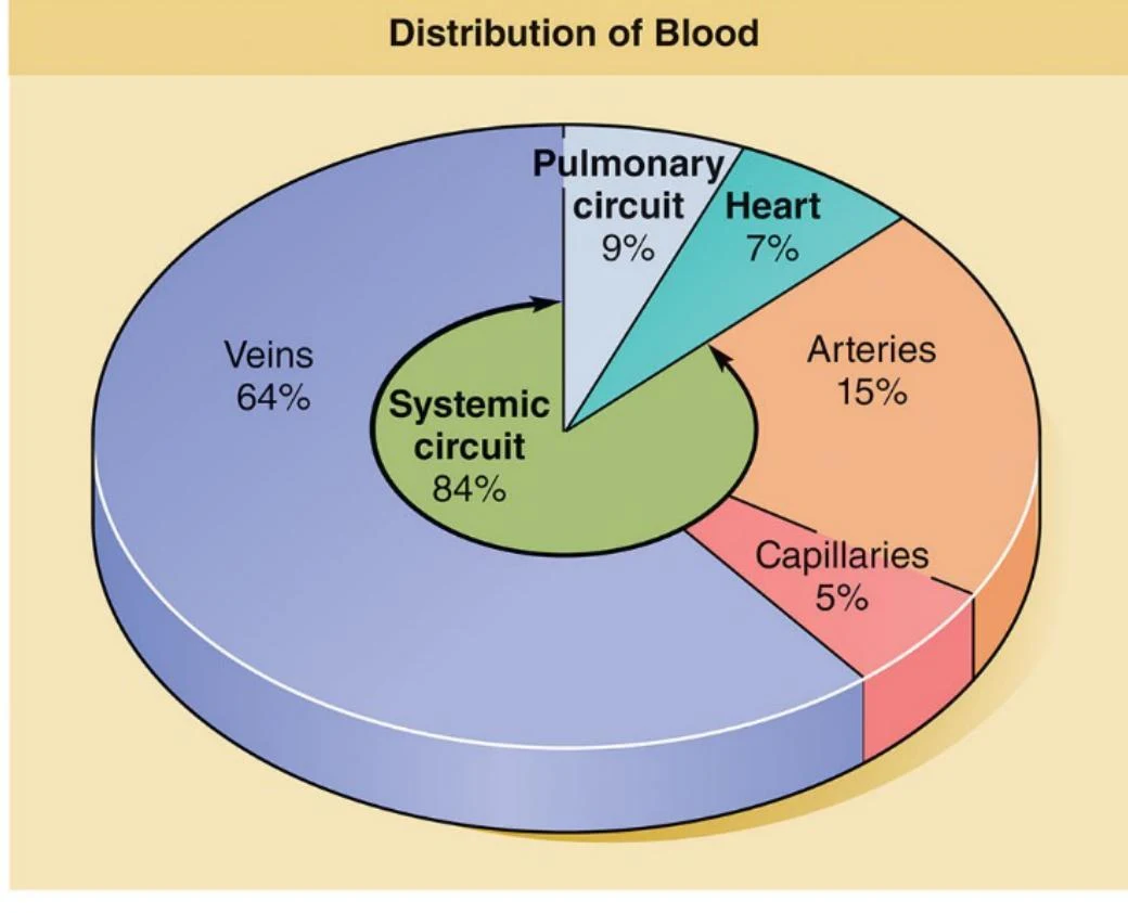 This pie chart illustrates the distribution of blood in the human body, showing percentages in different circulatory components like veins, arteries, capillaries, the heart, and the pulmonary circuit.