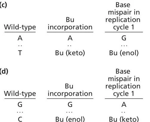 Diagrams illustrating base mispairing during DNA replication cycles, showing wild-type DNA, Bu incorporation, and subsequent mispairing with different tautomeric forms (keto and enol).