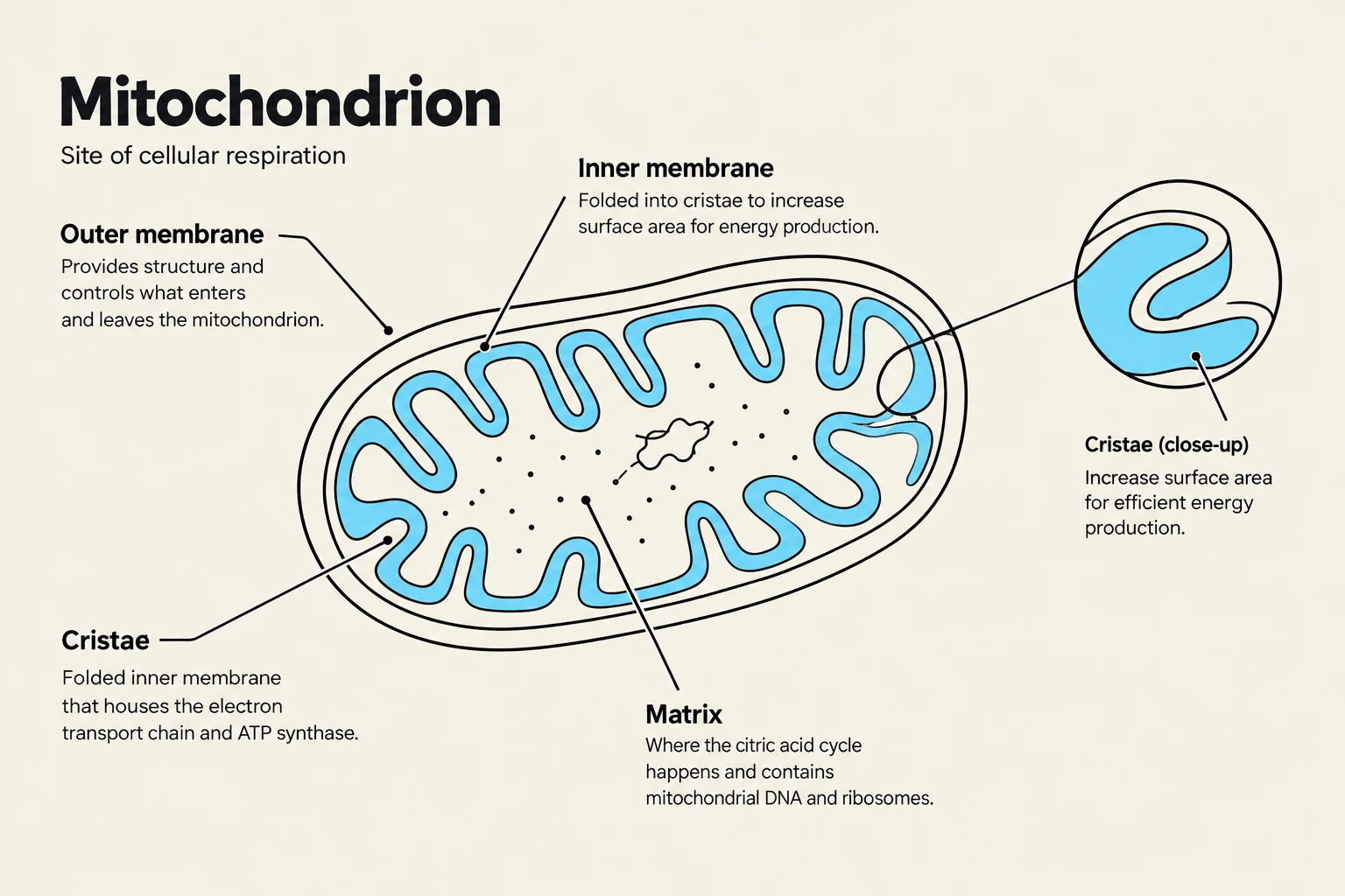 Diagram illustrating the structure of a mitochondrion, the site of cellular respiration, with labels for the outer membrane, inner membrane, cristae, and matrix.