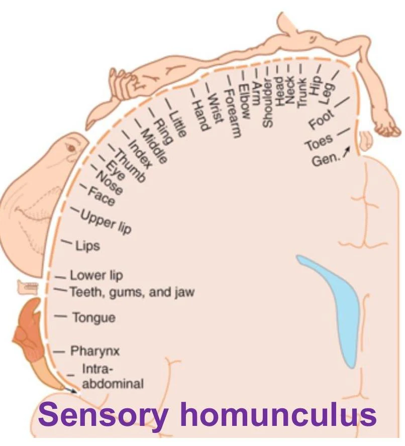 The sensory homunculus illustrates the proportional representation of sensory input from different body parts to the brain's somatosensory cortex.