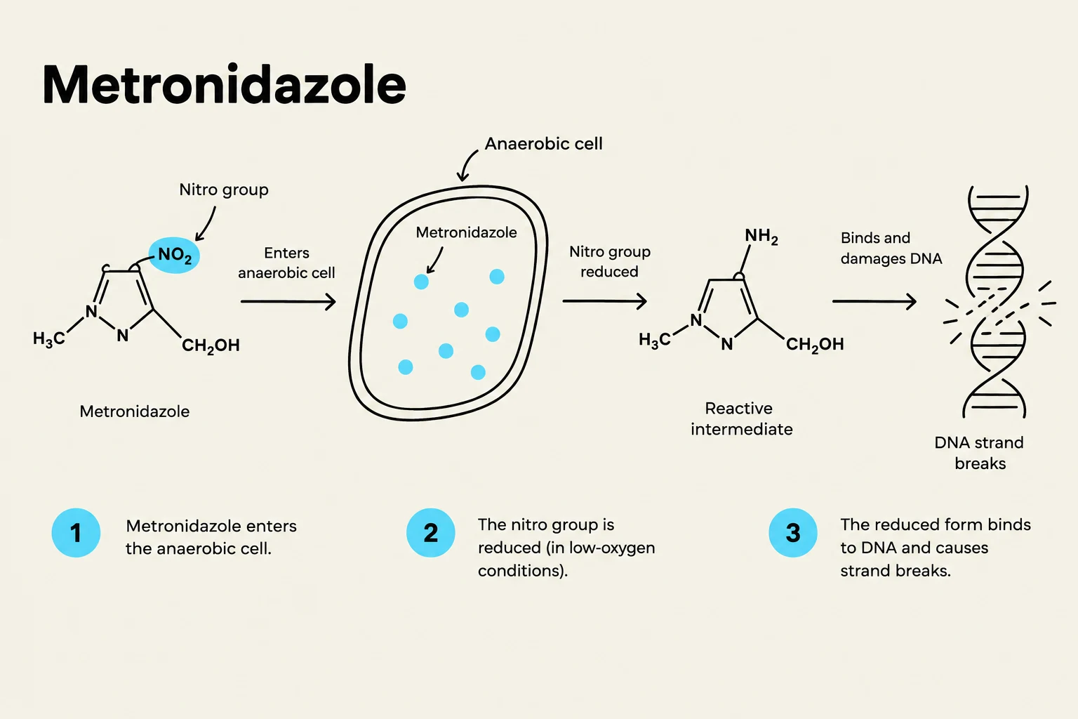 Diagram illustrating the mechanism of action of Metronidazole, showing its entry into an anaerobic cell, reduction of the nitro group, and subsequent binding to and damage of DNA, leading to strand breaks.