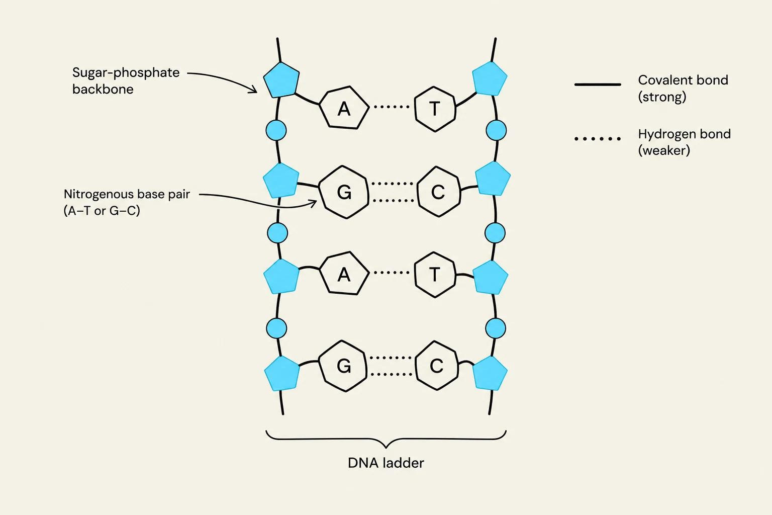 Diagram illustrating the structure of a DNA ladder, showing the sugar-phosphate backbone, nitrogenous base pairs (A-T and G-C), and the types of bonds connecting them.