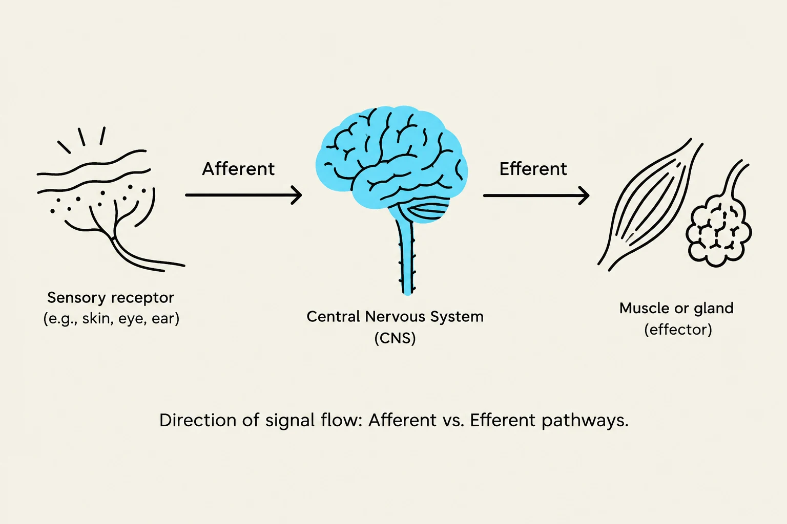 Diagram illustrating the direction of signal flow in the nervous system, showing afferent and efferent pathways from sensory receptors to the central nervous system and then to effectors like muscles or glands.