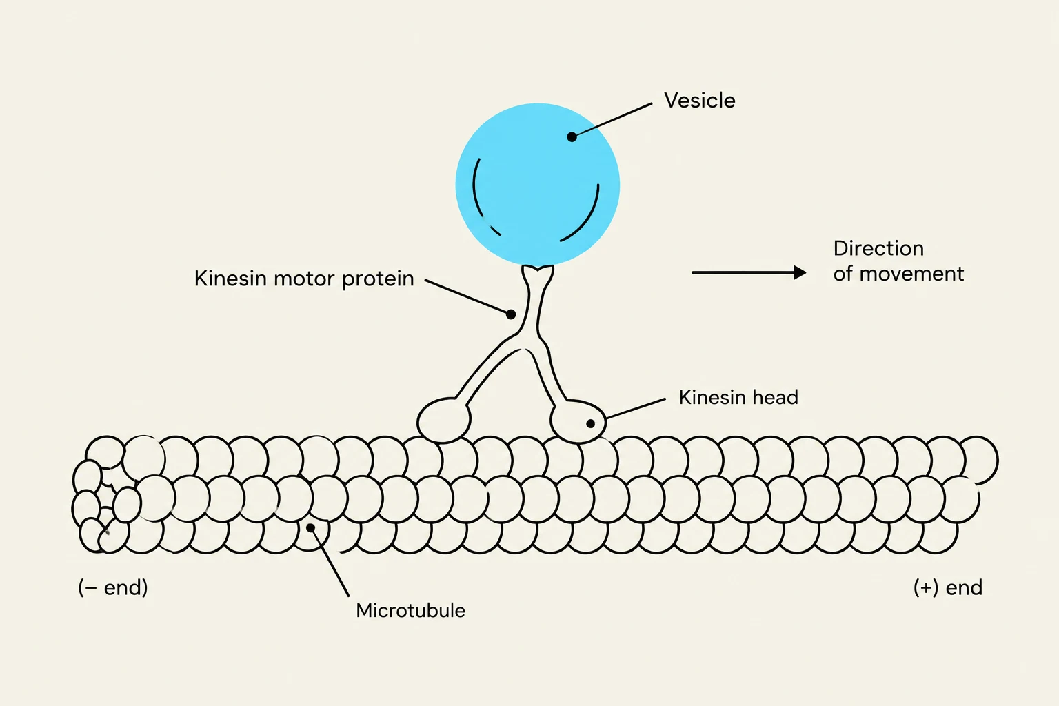 Diagram illustrating a kinesin motor protein transporting a vesicle along a microtubule.
