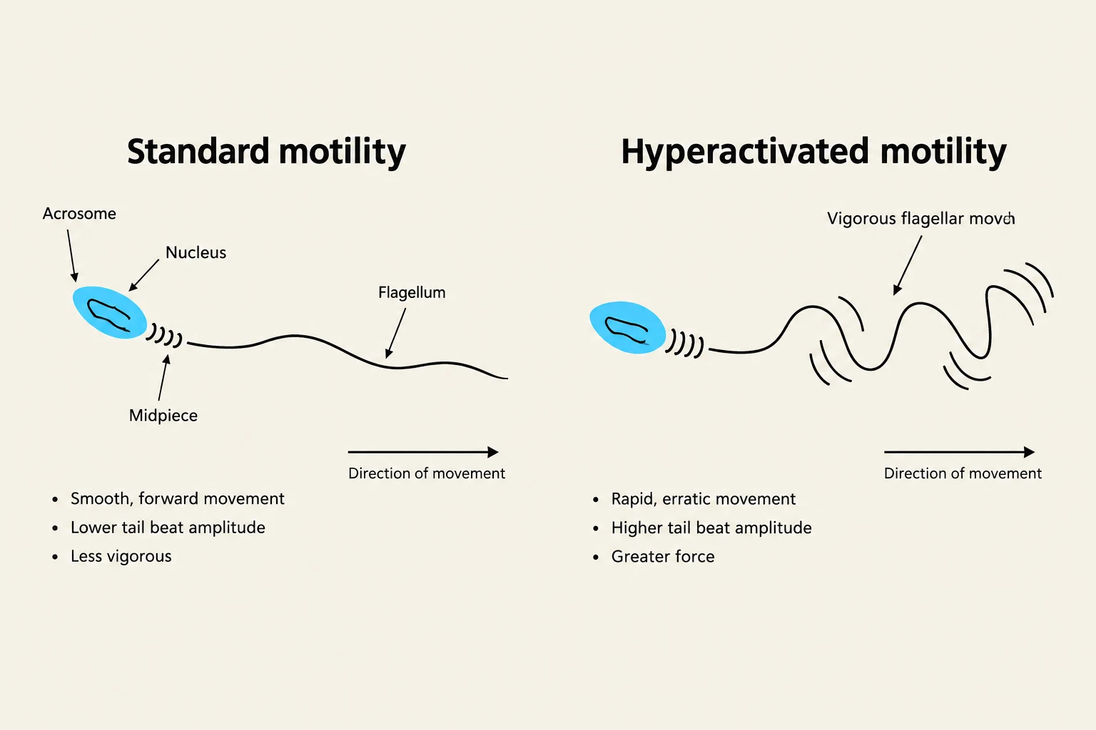 Diagram illustrating the differences between standard and hyperactivated sperm motility, highlighting key characteristics of each.