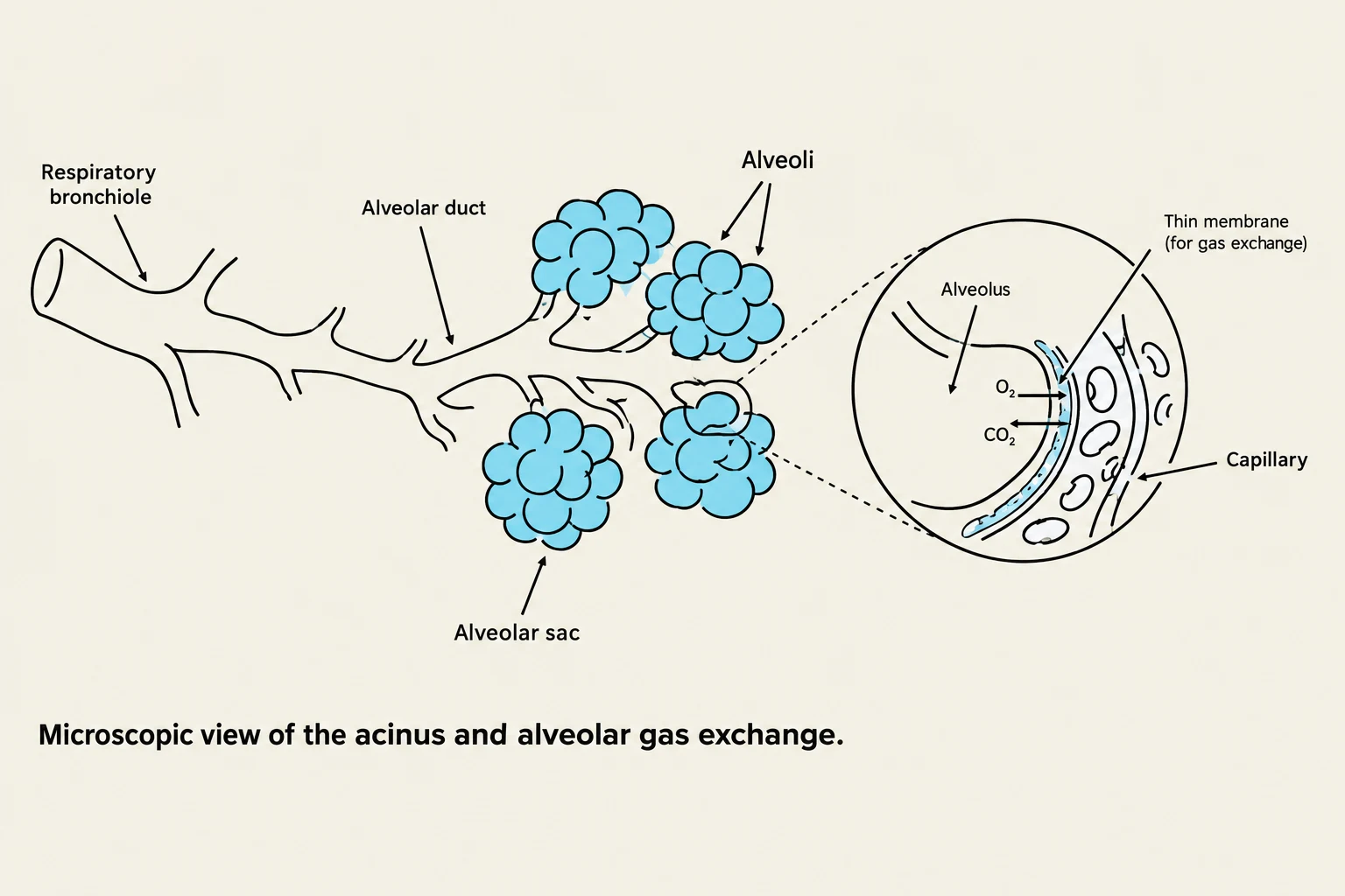 Microscopic view of the acinus and alveolar gas exchange.