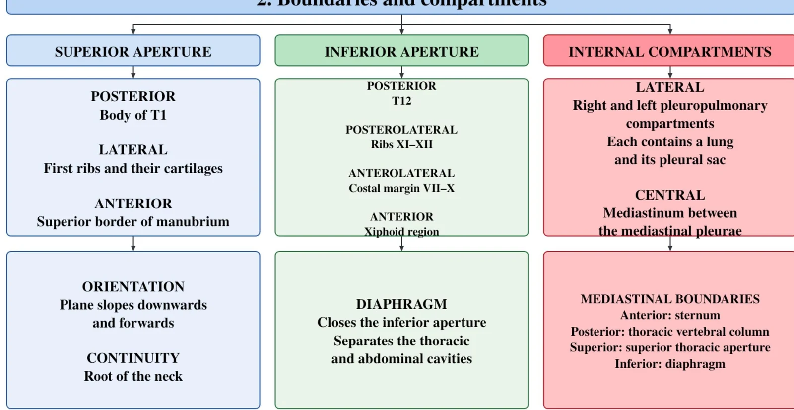 This diagram illustrates the boundaries and compartments of the thoracic region, including the superior and inferior apertures, internal compartments, diaphragm, and mediastinal boundaries.