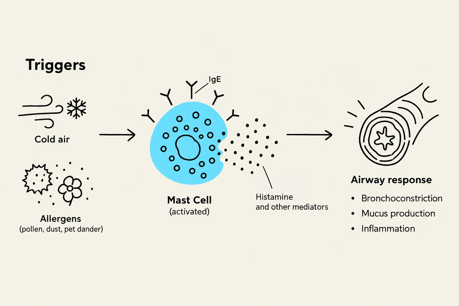 This diagram illustrates the process of an allergic reaction, starting with triggers like cold air or allergens, leading to the activation of mast cells. Activated mast cells release histamine and other mediators, which cause an airway response including bronchoconstriction, mucus production, and inflammation.