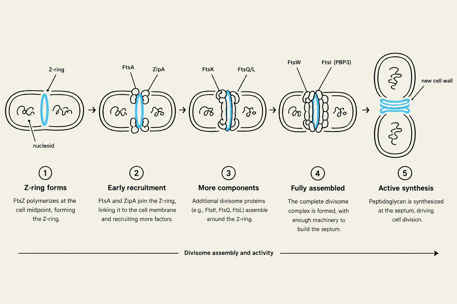 Diagram illustrating the stages of bacterial cell division, focusing on the assembly and activity of the divisome complex.