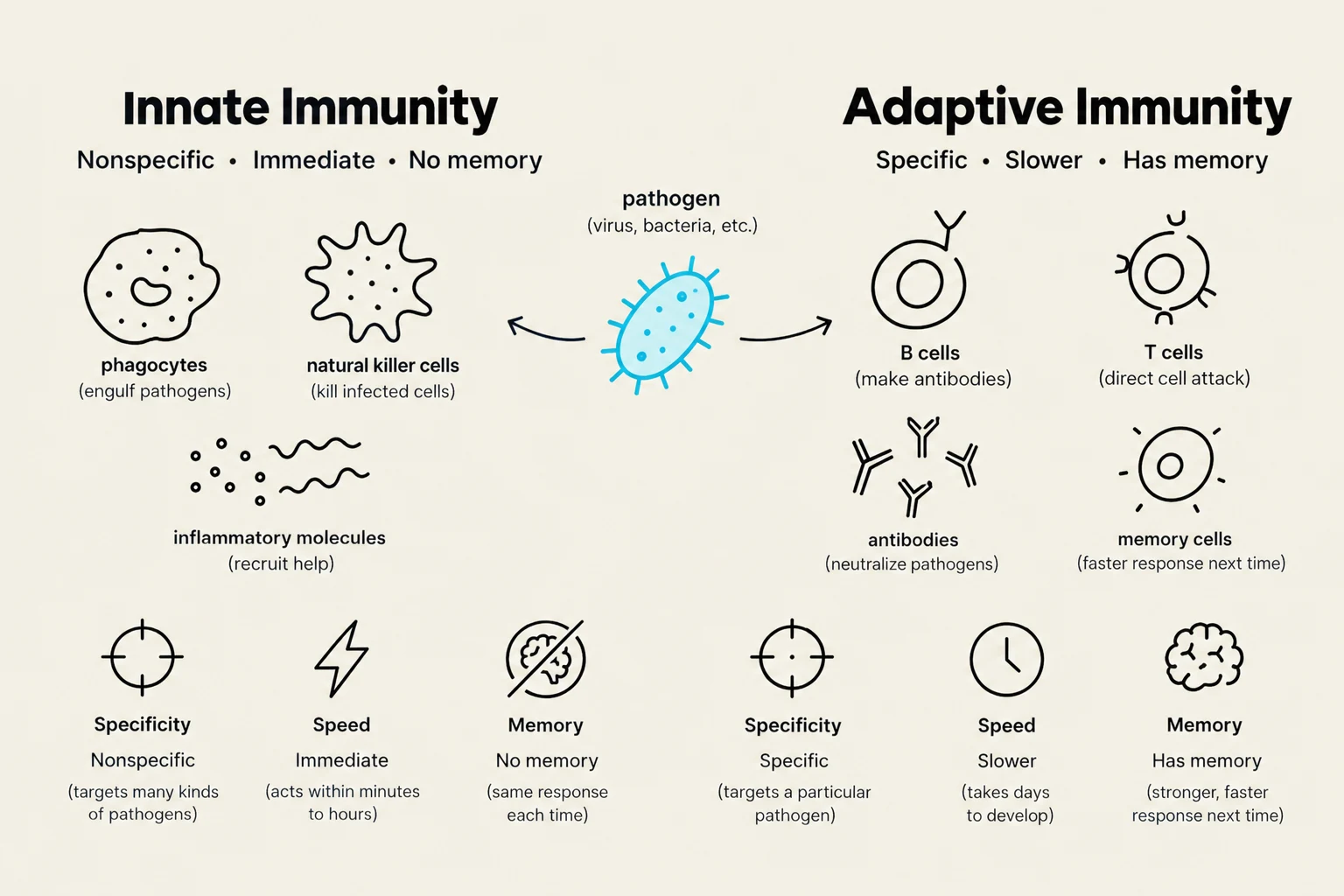 This diagram illustrates the differences between innate and adaptive immunity, detailing their characteristics, components, and functions in defending the body against pathogens.