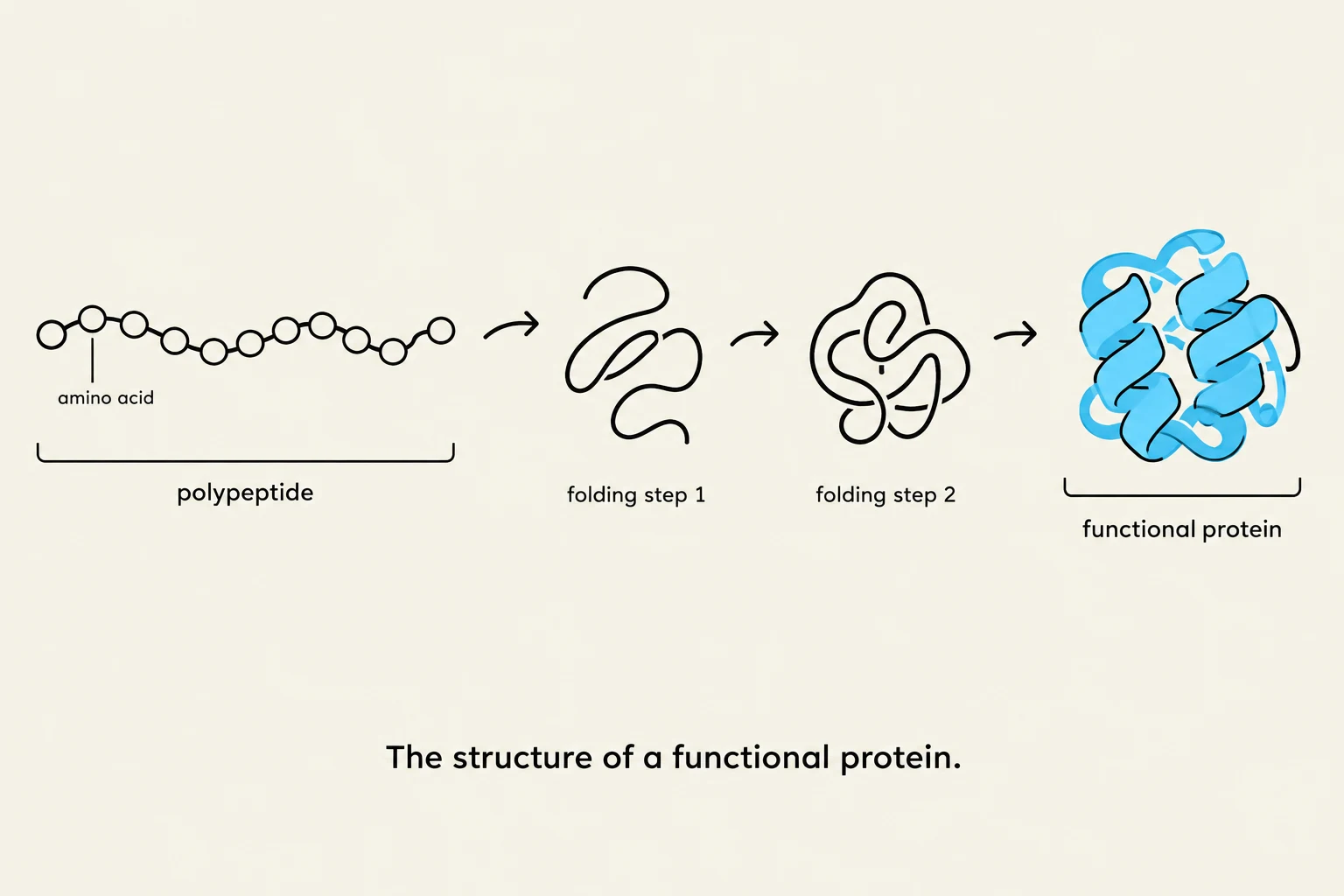 The structure of a functional protein, illustrating the process from polypeptide chain to a folded, functional protein.