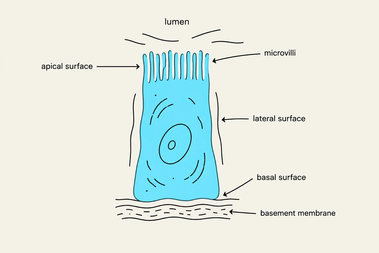 Diagram illustrating a cell with microvilli on its apical surface, facing the lumen, and its basal surface resting on a basement membrane.