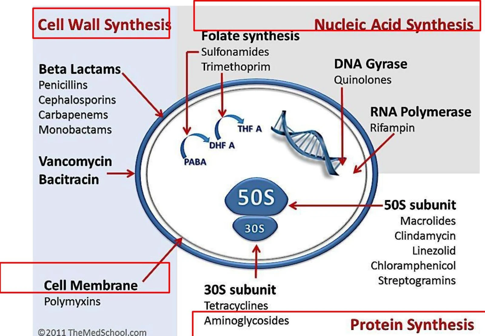 Diagram illustrating bacterial cellular processes and the mechanisms of action of various antibiotics.