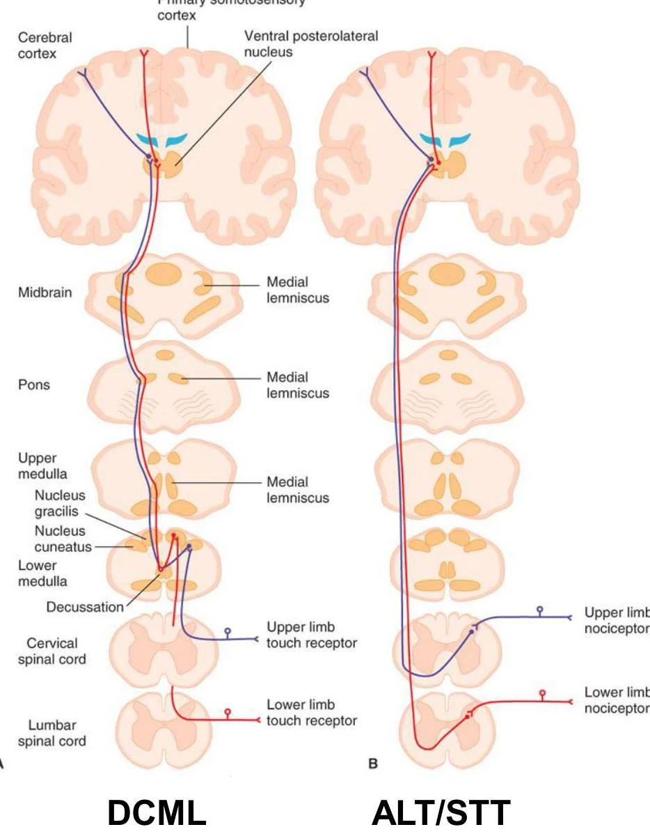 Diagrams illustrating the Dorsal Column-Medial Lemniscus (DCML) pathway and the Anterolateral System (ALS) or Spinothalamic Tract (STT) pathways for sensory information processing in the central nervous system.
