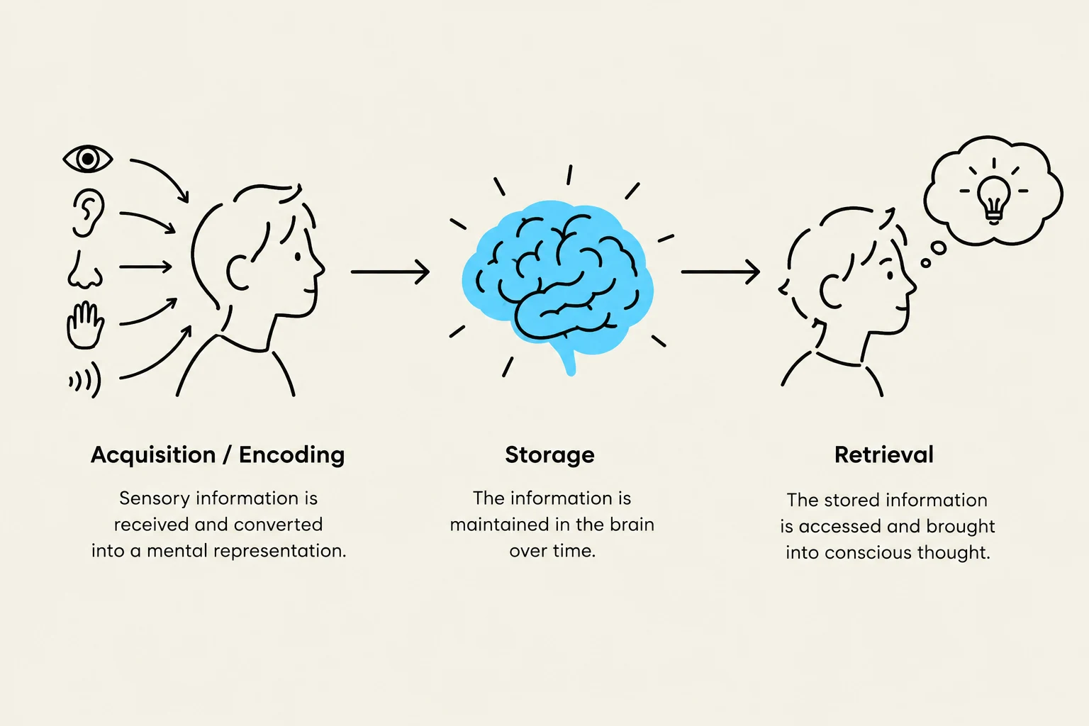 Diagram illustrating the three stages of memory: acquisition/encoding, storage, and retrieval.