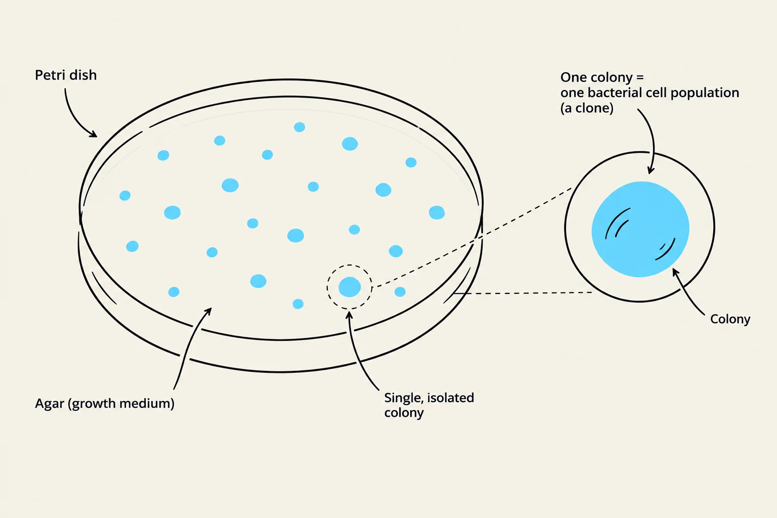 This illustration shows a petri dish with agar growth medium containing bacterial colonies. A magnified view explains that one colony represents a population of one bacterial cell, also known as a clone.
