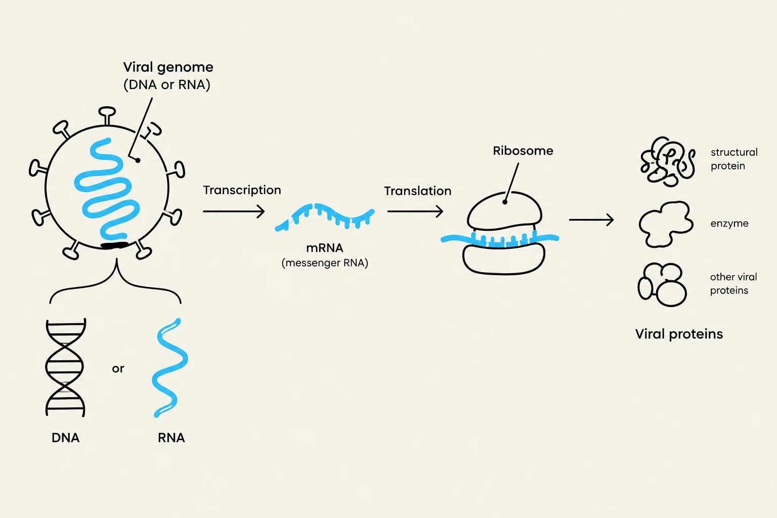 Diagram illustrating the process of viral protein synthesis, showing the viral genome undergoing transcription to mRNA, followed by translation by a ribosome to produce viral proteins such as structural proteins and enzymes.