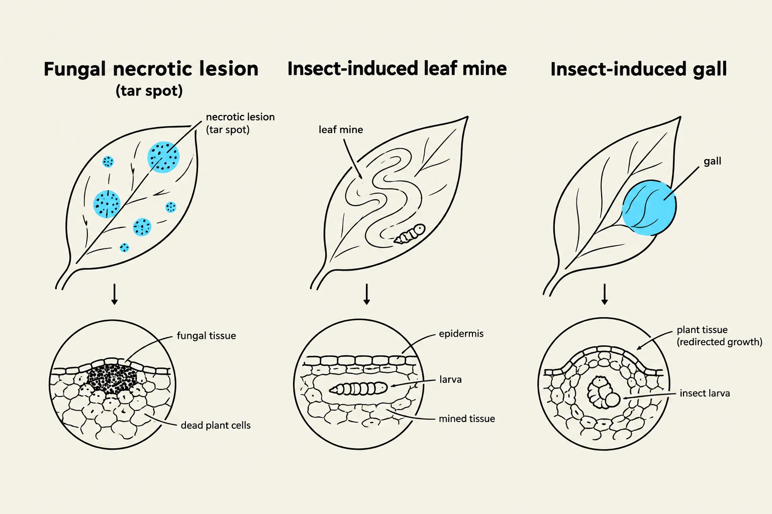 Diagrams illustrating three types of plant damage: fungal necrotic lesions (tar spot), insect-induced leaf mines, and insect-induced galls, with cross-sections showing the affected tissues.