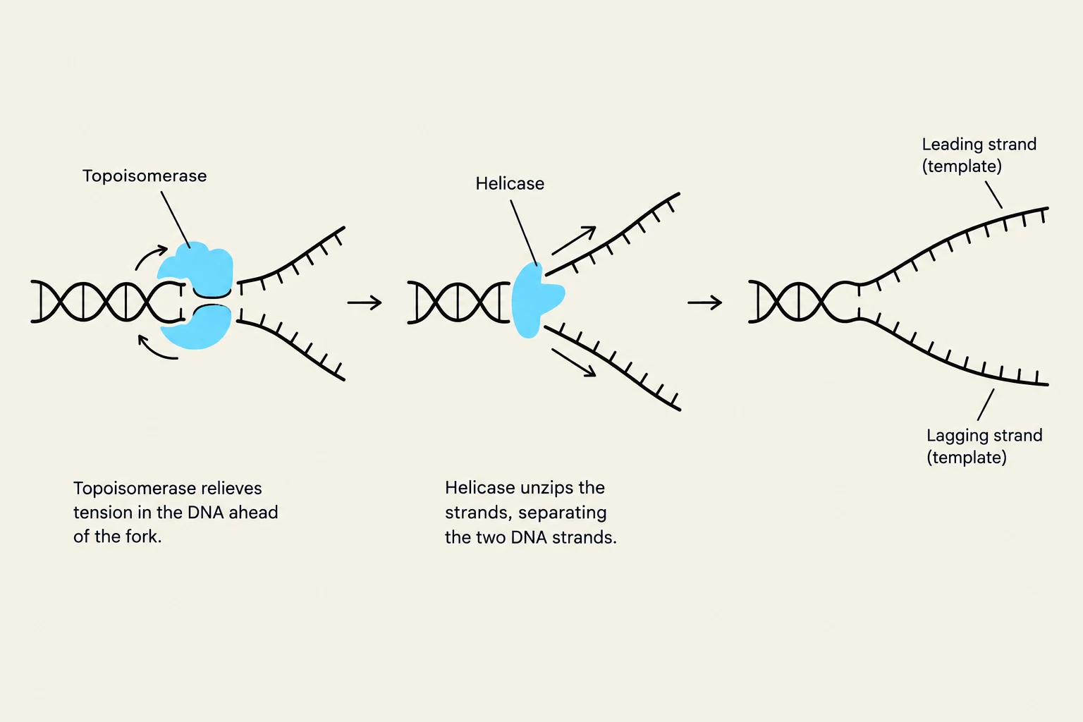 This diagram illustrates the process of DNA replication, showing the roles of Topoisomerase and Helicase in unwinding the DNA double helix to create leading and lagging strands.