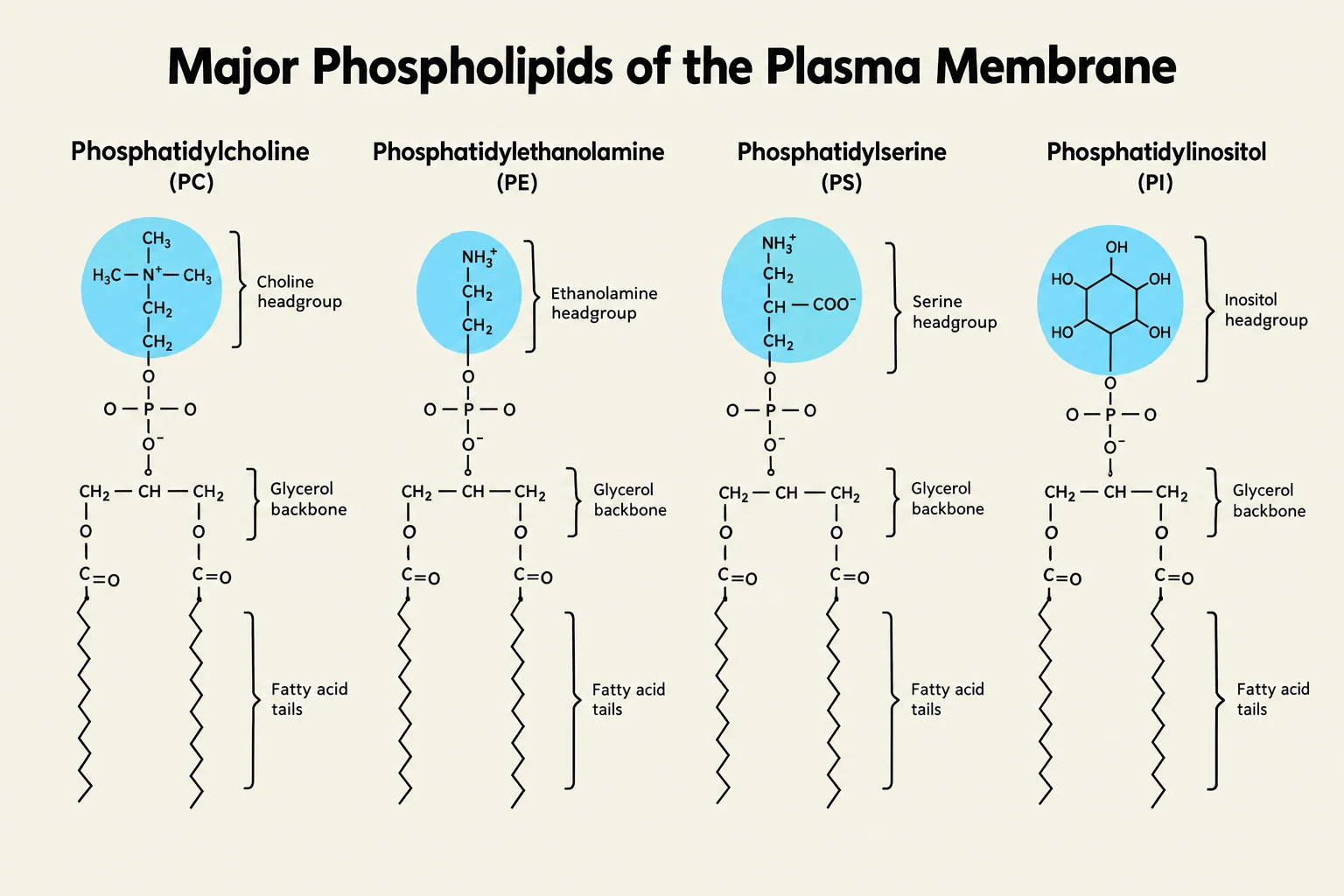 Diagrams illustrating the molecular structures of four major phospholipids found in the plasma membrane: phosphatidylcholine (PC), phosphatidylethanolamine (PE), phosphatidylserine (PS), and phosphatidylinositol (PI). Each structure shows the choline, ethanolamine, serine, or inositol headgroup, the glycerol backbone, and fatty acid tails.