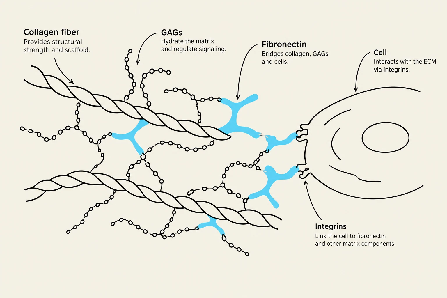 Diagram illustrating the extracellular matrix components including collagen fibers, GAGs, and fibronectin, and their interaction with a cell via integrins.