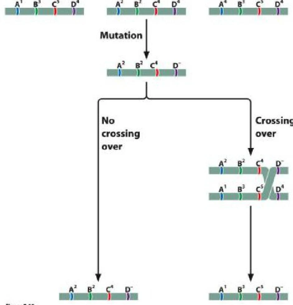 Diagram illustrating gene mutation and crossing over during meiosis.