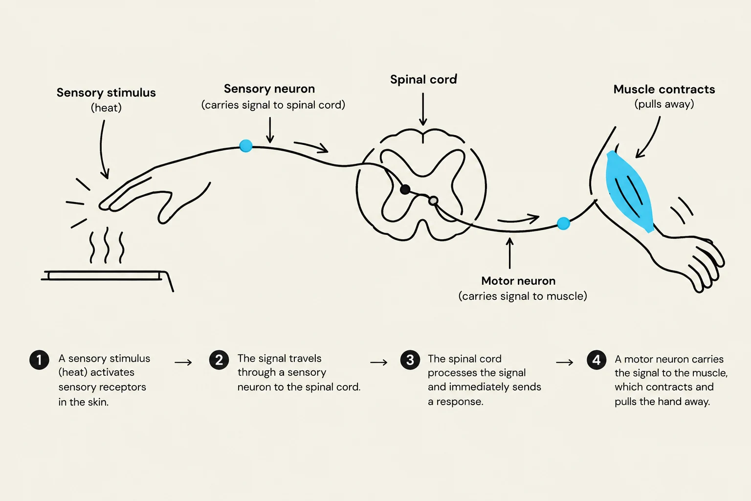This diagram illustrates the reflex arc, a neural pathway that controls a reflex. It shows how a sensory stimulus, like heat, is detected by receptors, transmitted by a sensory neuron to the spinal cord, processed, and then a response is sent via a motor neuron to a muscle, causing it to contract and pull away from the stimulus.