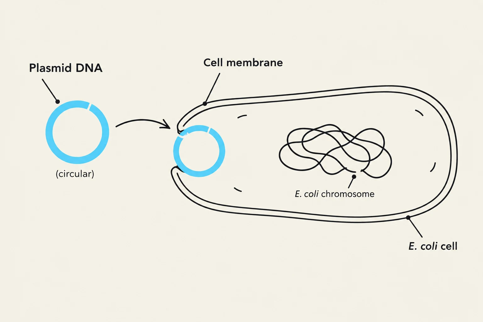 Diagram illustrating the process of introducing plasmid DNA into an E. coli cell, showing the cell membrane, E. coli chromosome, and the circular plasmid.