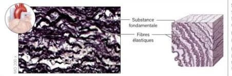Microscopic view of elastic fibers and ground substance in tissue, with a diagram illustrating their arrangement.