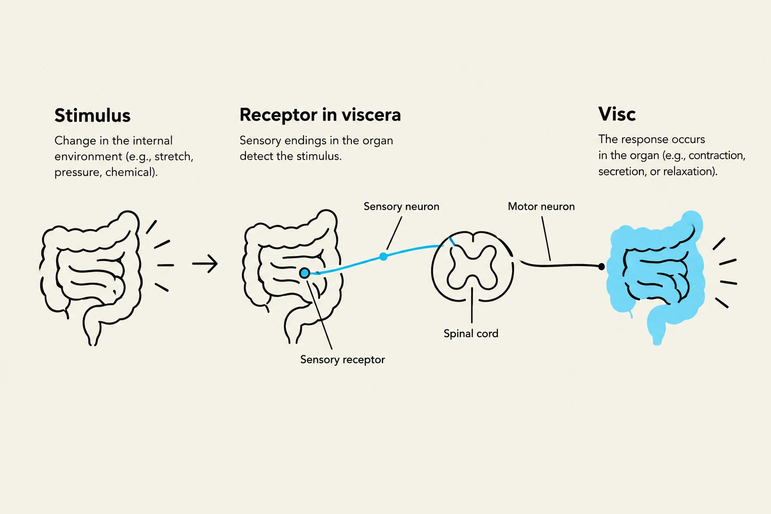 This diagram illustrates the visceral reflex arc, showing how a stimulus in an internal organ is detected by a sensory receptor, transmitted via a sensory neuron to the spinal cord, and then a motor neuron signals the organ to produce a response.