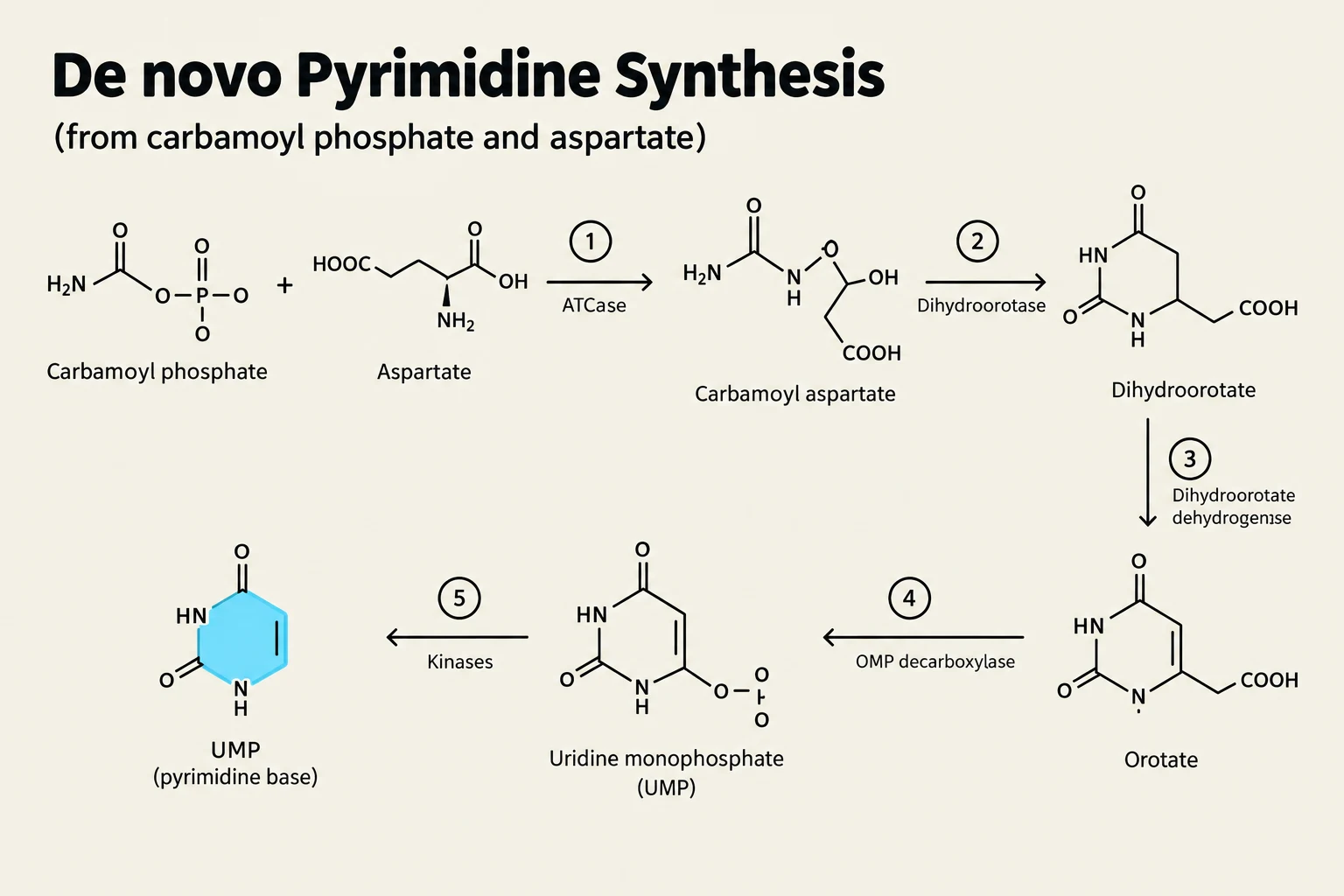 This diagram illustrates the de novo pyrimidine synthesis pathway, starting from carbamoyl phosphate and aspartate, and proceeding through several enzymatic steps to form UMP (uridine monophosphate), a pyrimidine base.