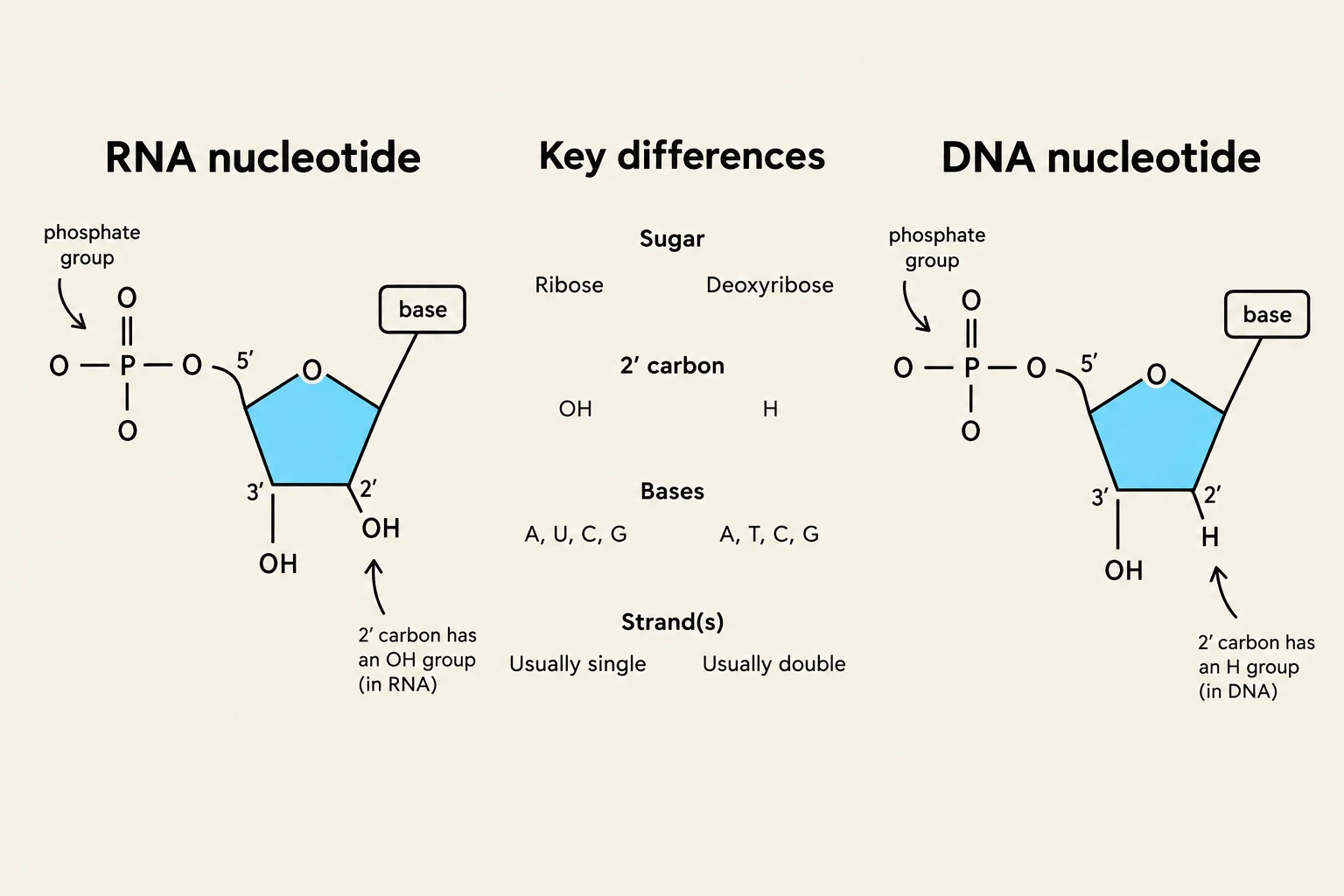 Comparison of RNA and DNA nucleotides, highlighting key differences in their sugar, bases, and strand structure.
