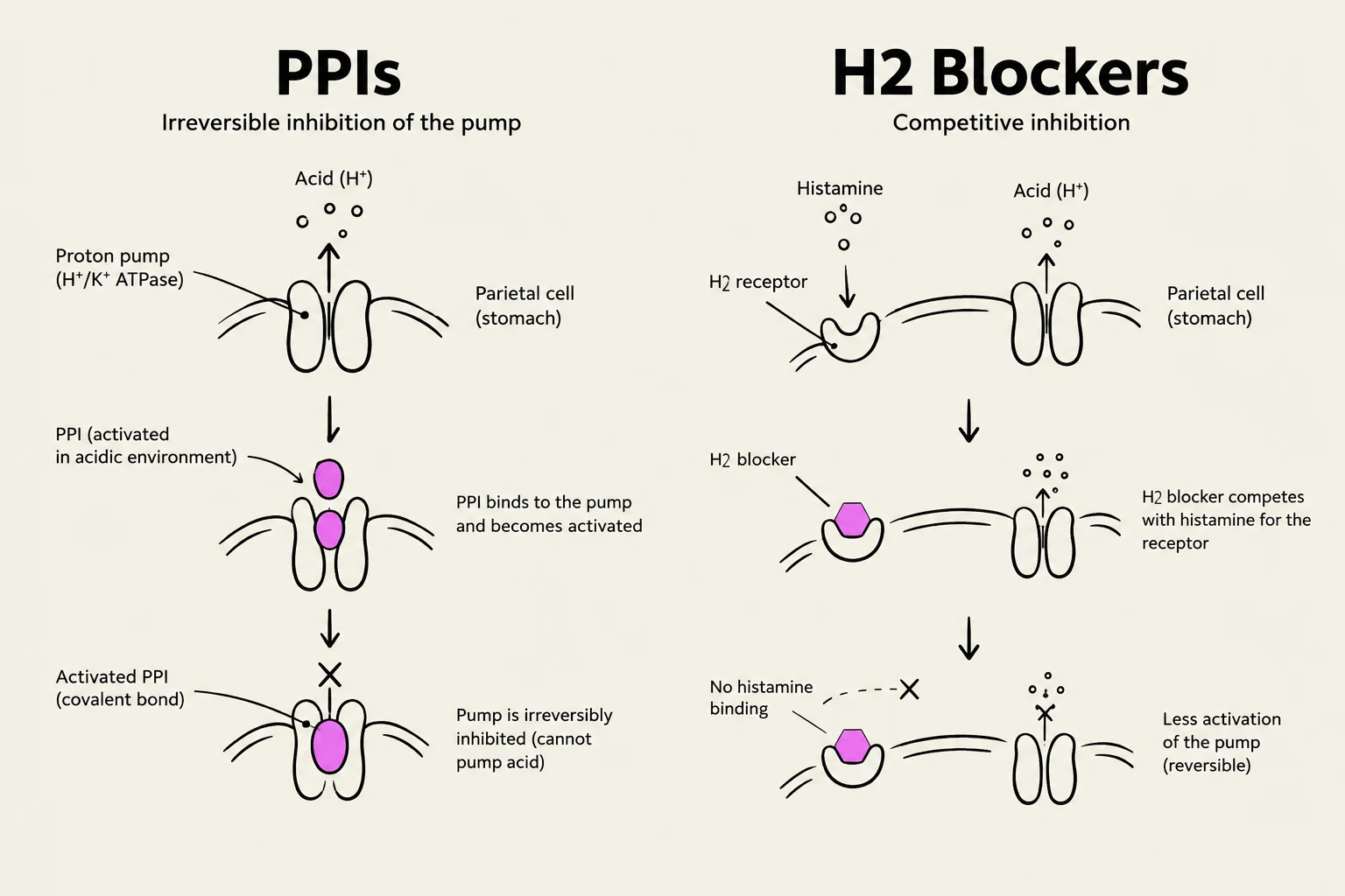Diagrams illustrating the mechanisms of action for Proton Pump Inhibitors (PPIs) and H2 Blockers in the stomach.