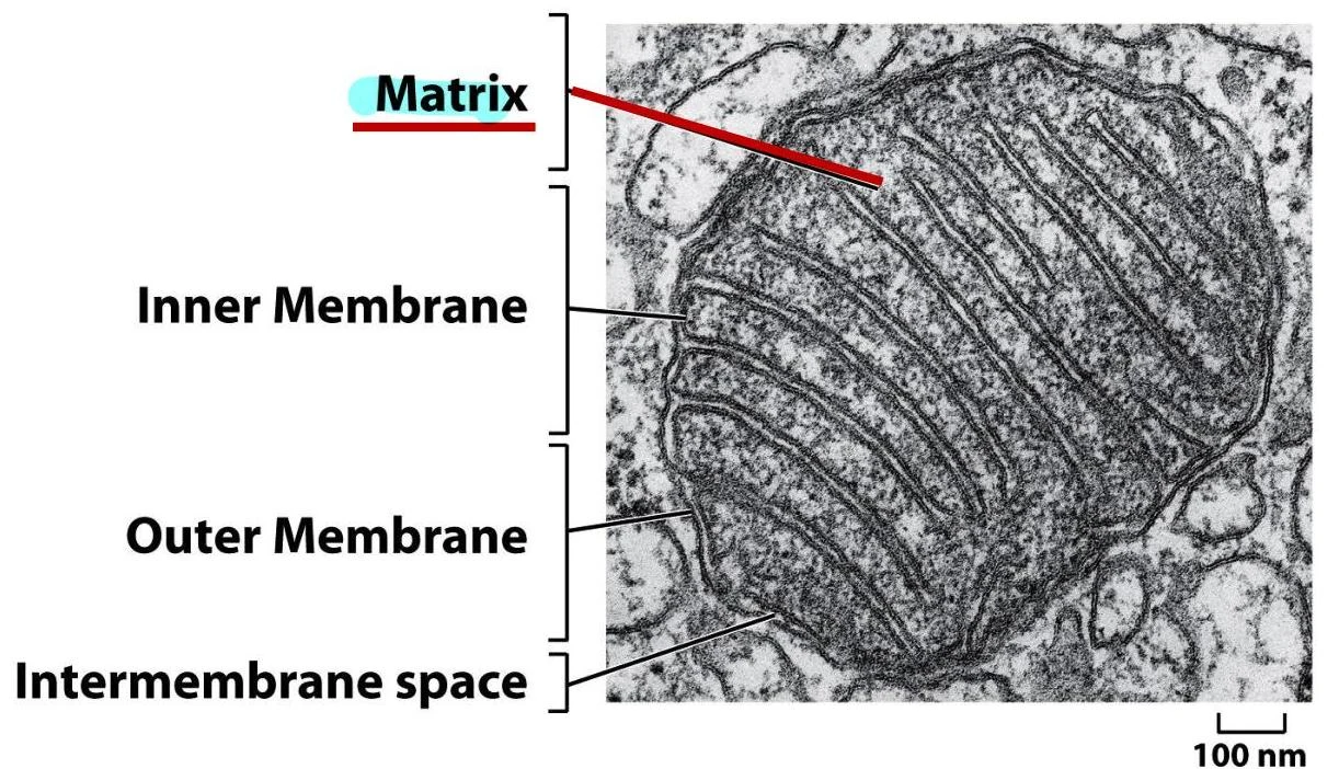 A micrograph shows the structure of a mitochondrion, highlighting its outer membrane, inner membrane, intermembrane space, and matrix.