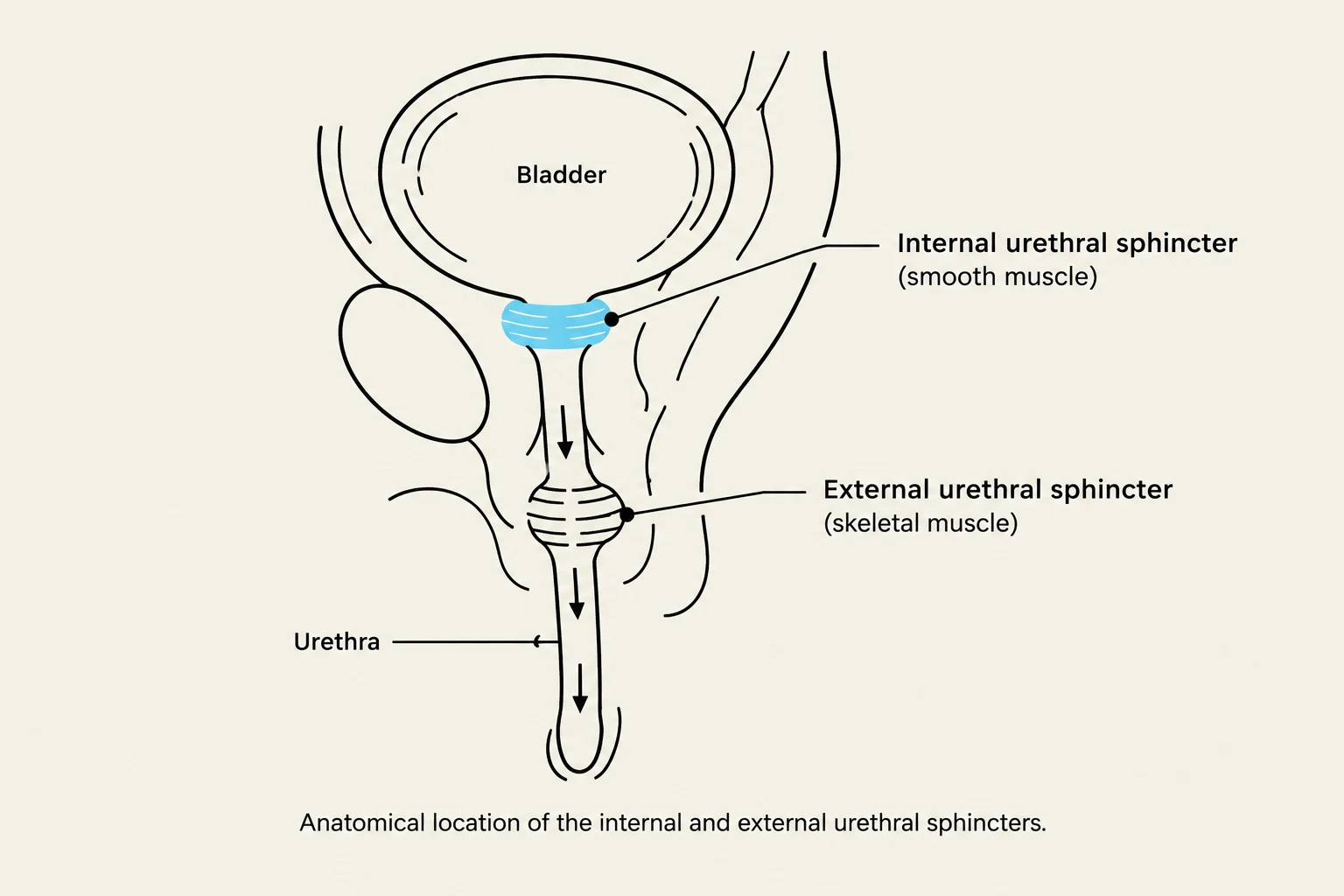Anatomical location of the internal and external urethral sphincters.