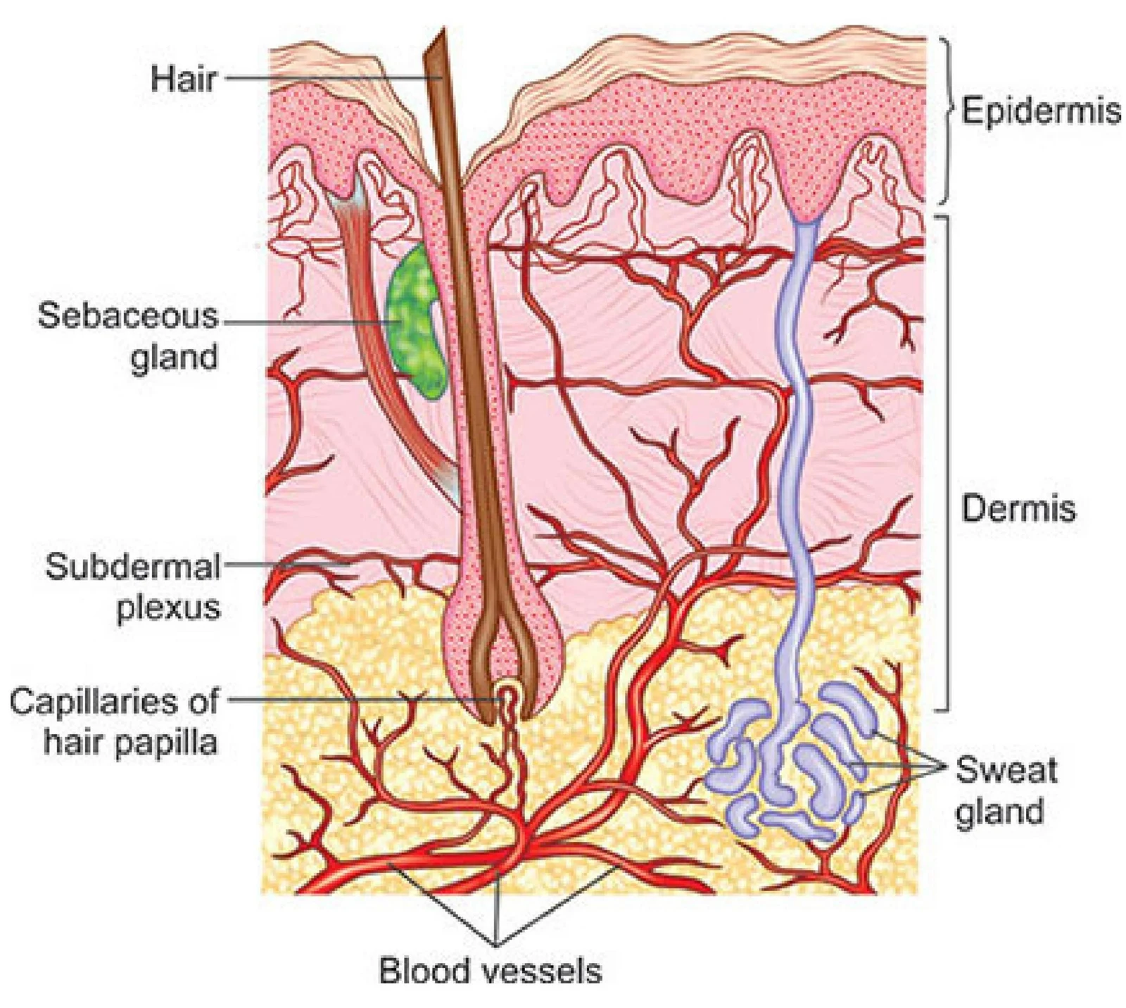 This diagram illustrates the cross-section of human skin, showing the epidermis, dermis, and subcutaneous layers, along with associated structures like hair follicles, sebaceous glands, sweat glands, and blood vessels.