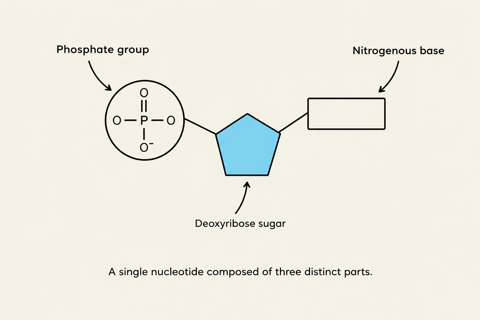 A diagram illustrating the three components of a nucleotide: a phosphate group, a deoxyribose sugar, and a nitrogenous base.