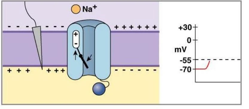 Diagram illustrating the mechanism of action potential generation in a neuron, showing a voltage-gated sodium channel and the corresponding change in membrane potential.
