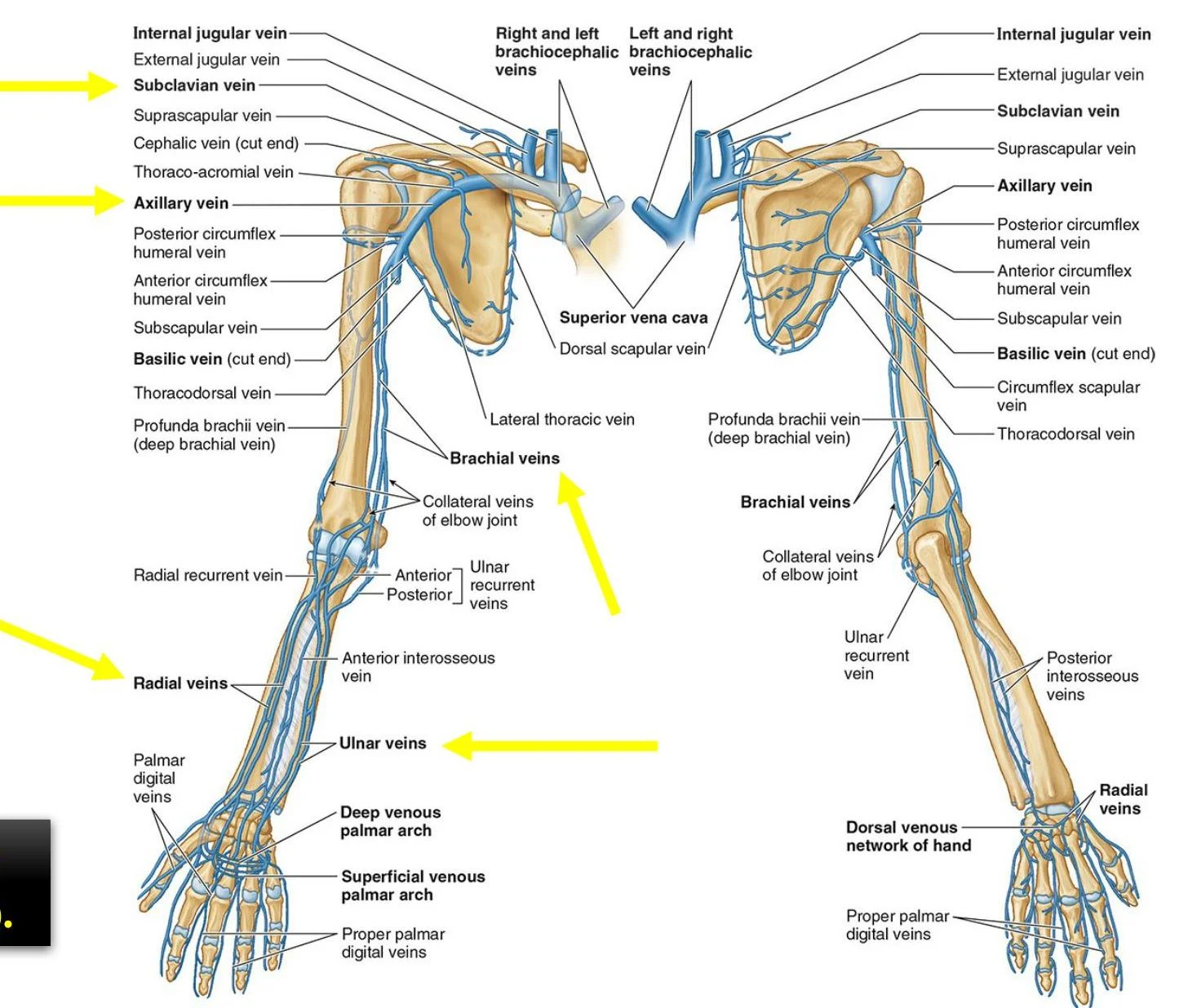 An illustration of the venous system of the upper body, including the arms and shoulders, with labels for various veins.