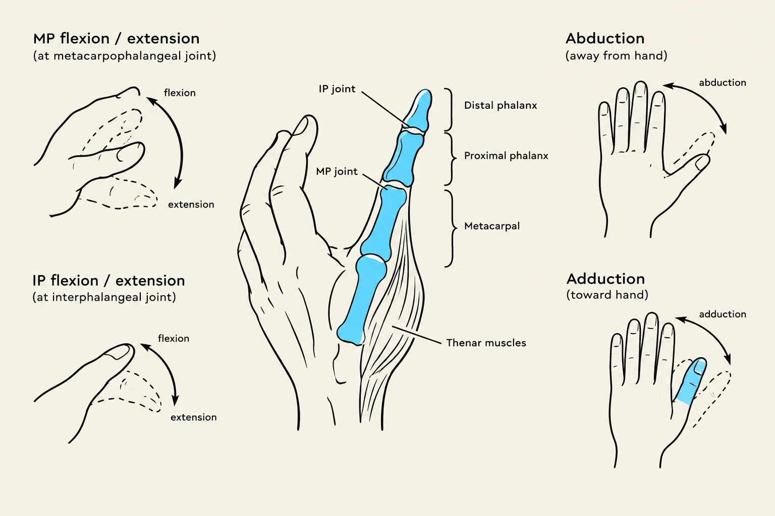 Diagram illustrating the flexion, extension, abduction, and adduction of the human hand, detailing the metacarpophalangeal and interphalangeal joints, phalanges, metacarpal bones, and thenar muscles.