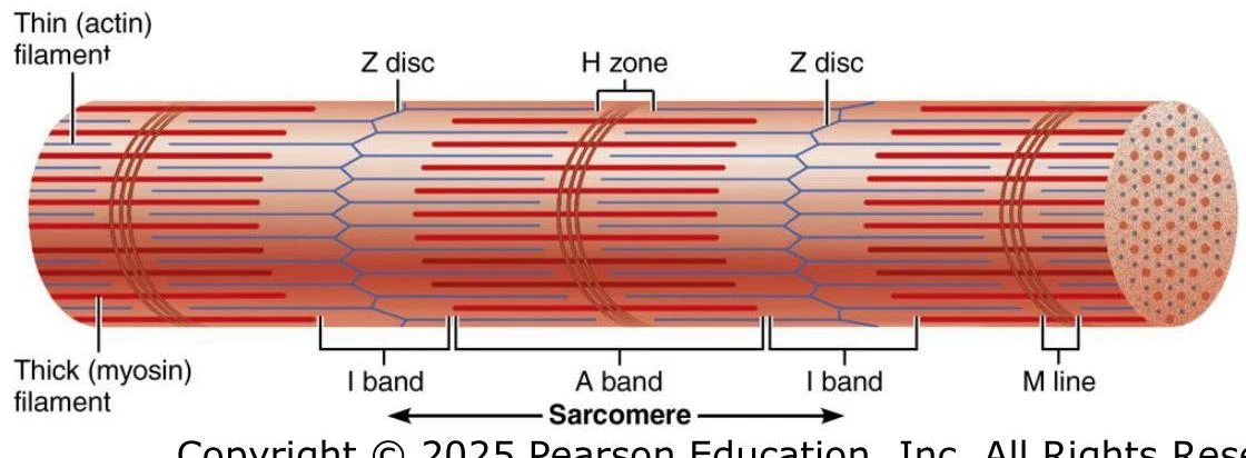 Diagram illustrating the structure of a sarcomere, the basic contractile unit of striated muscle, showing the arrangement of actin and myosin filaments, Z discs, H zone, I band, A band, and M line.