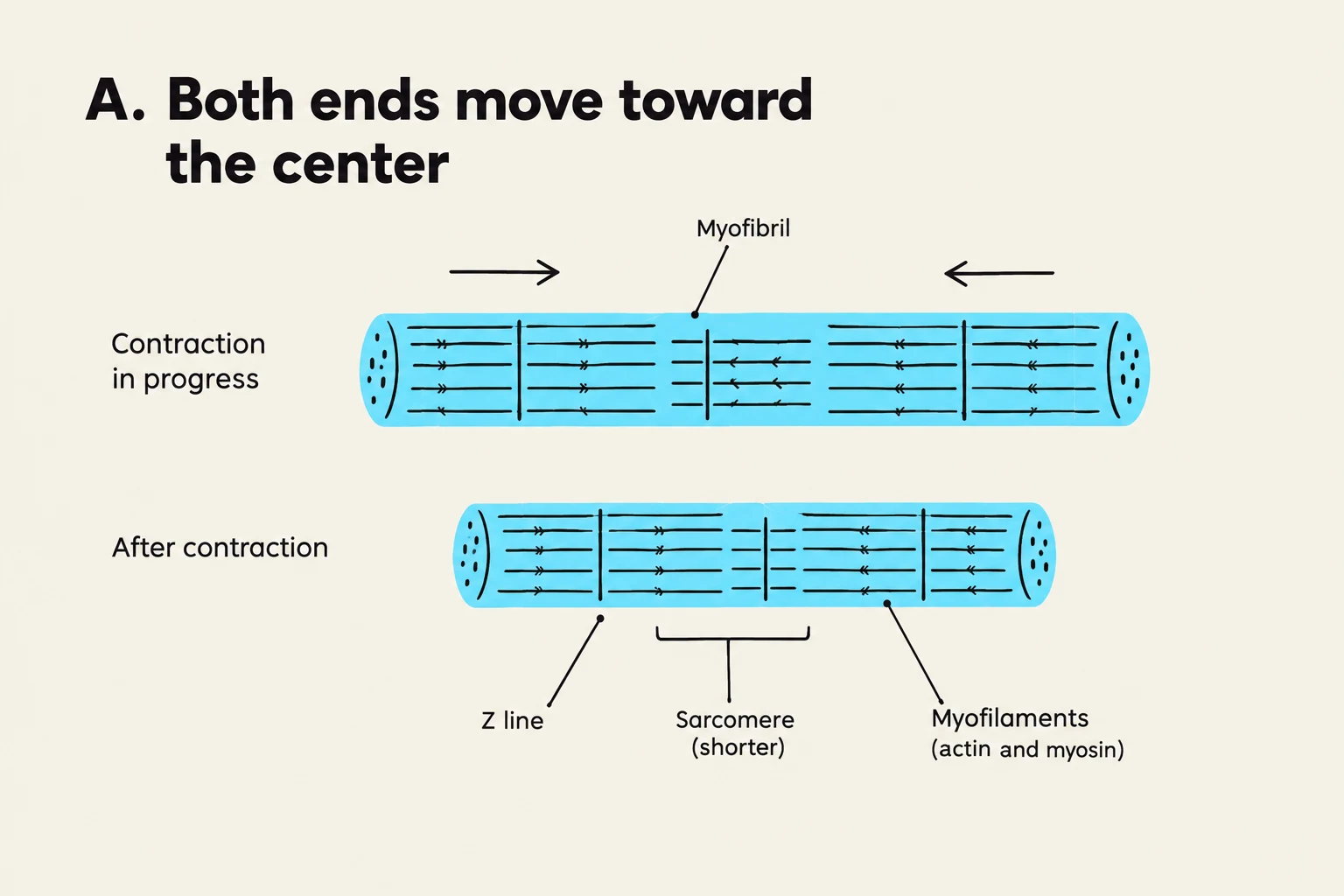 Diagram illustrating muscle contraction, showing a myofibril before and after contraction, with labels for Z line, sarcomere, and myofilaments.