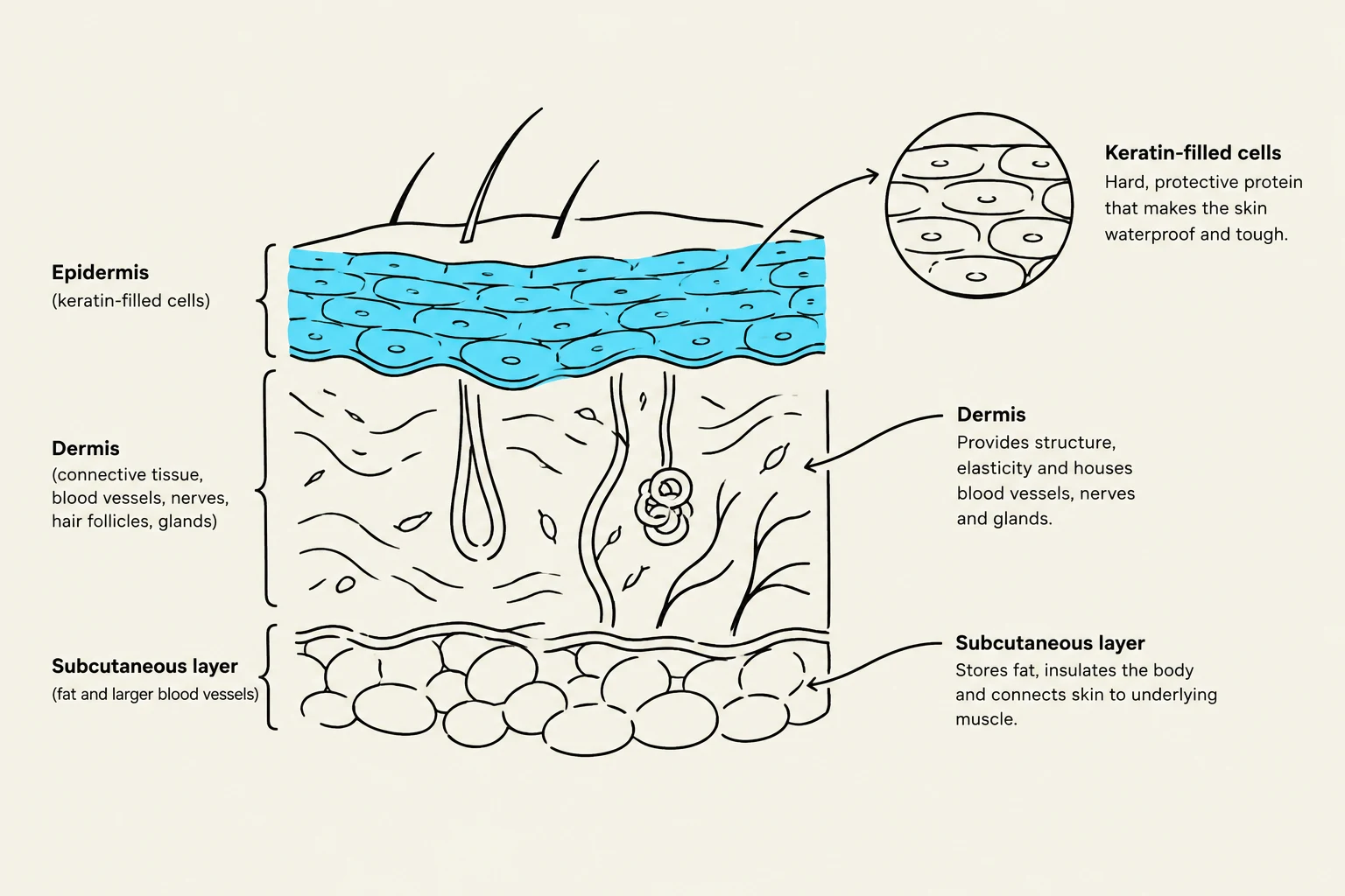 Diagram illustrating the three layers of the skin: epidermis, dermis, and subcutaneous layer, with descriptions of their functions and components.
