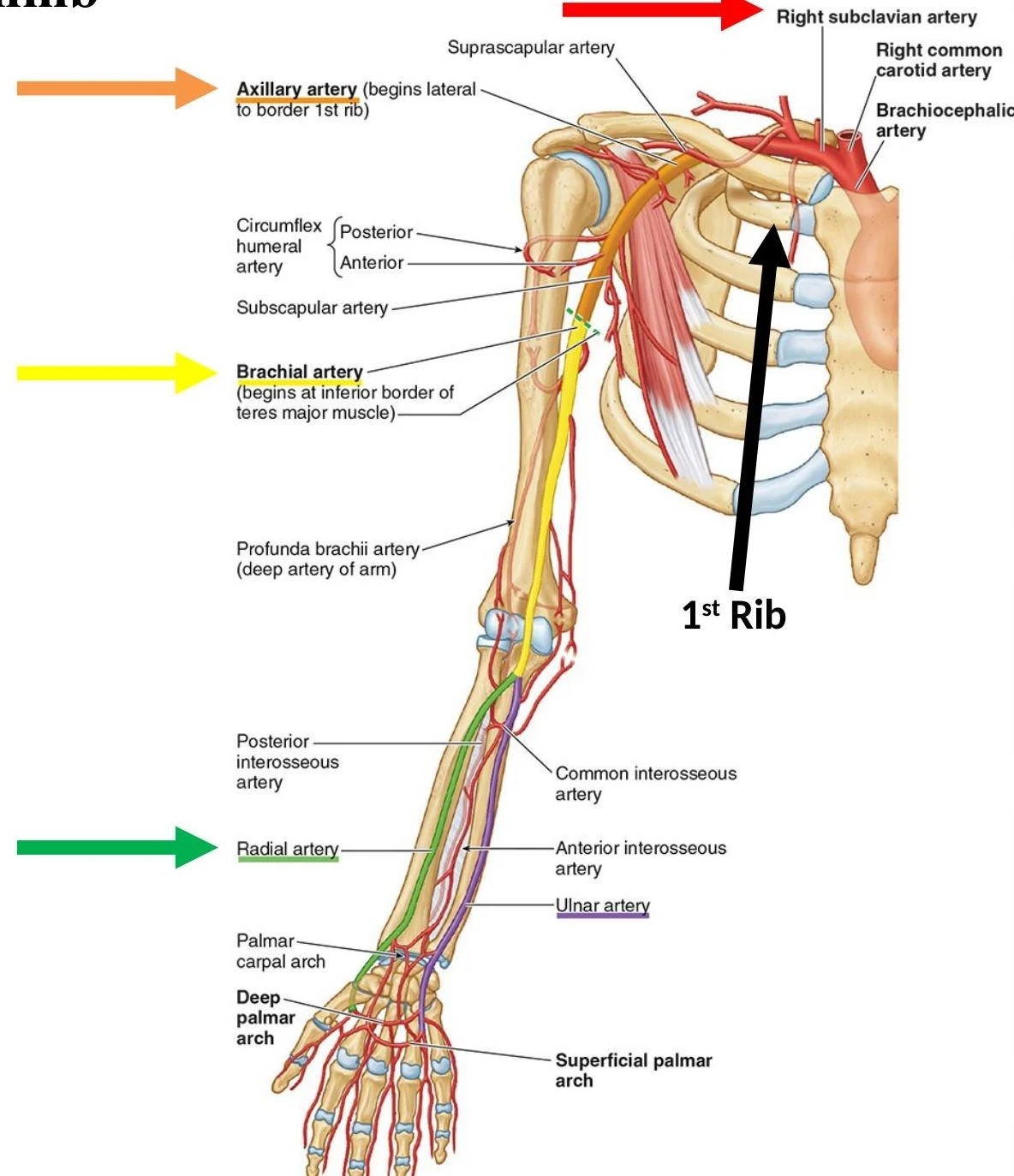 An illustration of the arteries of the human arm and shoulder, including the axillary artery, brachial artery, radial artery, ulnar artery, and their branches.